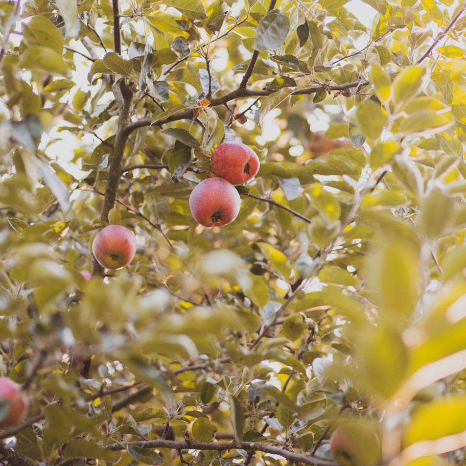 Apples on Tree Branch