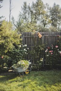 Image of a wheelbarrow full of weeds and plan cuttings.